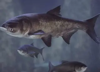 На Полтавщині випустили у річку 10 тис. екземплярів товстолоба