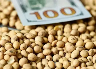 Озвучено оновлені ціни на сою в Україні