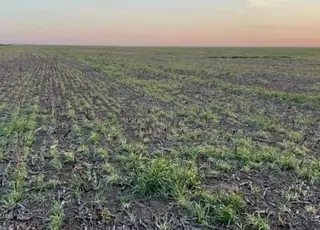 На Дніпропетровщині подекуди загинуло 100% озимого ріпаку та ячменю