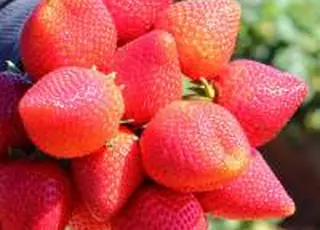 Ринок ягід: перша закарпатська полуниця з’явилася за рекордною ціною