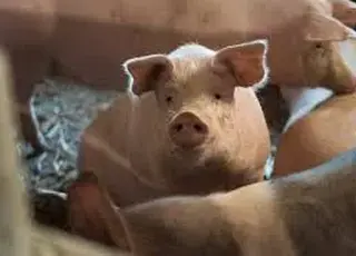 В Україні зафіксовано зростання ціни на живець свиней