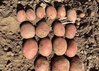 В Україні зареєстрували новий сорт картоплі