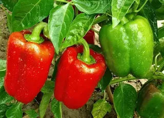 Солодкий перець рекордної врожайності: найкращі сорти для нестабільного клімату