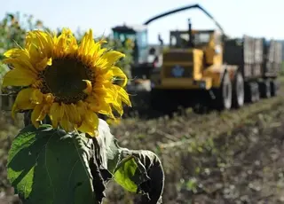Євросоюз у II кварталі скоротить обсяги переробки олійних
