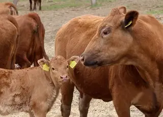 Україна втрачає поголів’я великої рогатої худоби