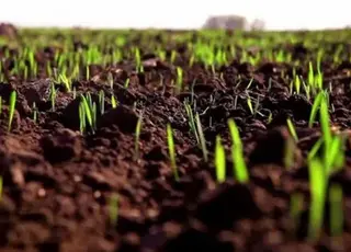 Погодні умови у вересні 2025 року сприяють озимим лише на заході України