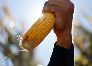 Український експорт кукурудзи сповільнився до найнижчого рівня за останні сім років