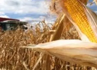 Жнива кукурудзи в «Агрейн» завершені: перевиконання плану на чверть і рекордні показники Чернігівщини