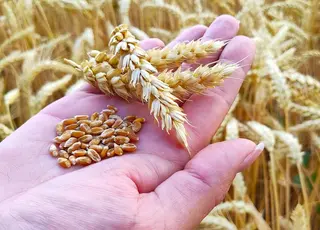 Україна в 2025 р не змогла вичерпати квоту ЄС на імпорт пшениці