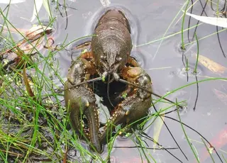 Стало відомо, коли в Україні дозволять ловити раків