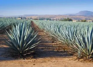 У Франції виноробне господарство замінює виноградники на агаву через посуху