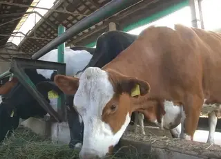 На Чернігівщині просять врятувати соціальну молочну ферму