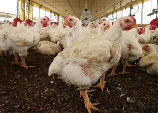 На Кіровоградщині переселенка створила птахоферму