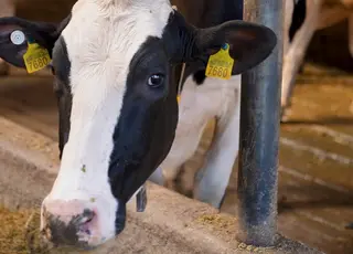 Україна обмежила імпорт тваринницької продукції з Угорщини через блутанг