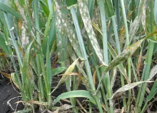 У посівах озимих зернових культур продовжують розвиватися низка хвороб 