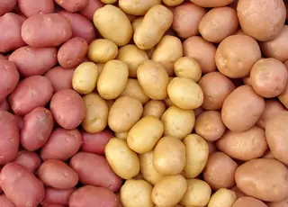 Названо найкращі сорти картоплі для вирощування в Україні