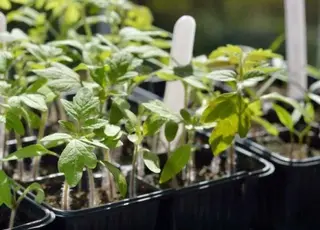 Чим підживити розсаду помідорів щойно з’явився перший лист