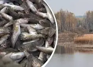 Прісноводні риби масово зникають з річок: екологи б’ють на сполох