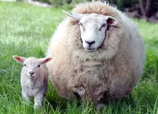 В Україні скорочується поголів’я овець