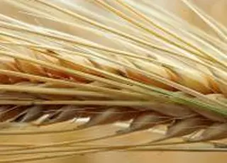 На ринку ячменю активізується торгівля новим урожаєм