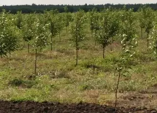 Які фруктові та декоративні дерева найкраще висаджувати восени