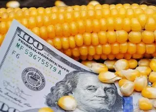 Озвучено перші форварди на кукурудзу нового врожаю