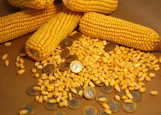 Озвучено оновлені ціни на кукурудзу в Україні