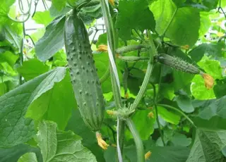 В Україні зросли ціни на тепличні огірки