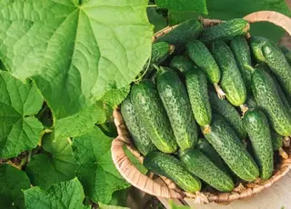 Озвучено оновлені ціни на тепличні огірки в Україні