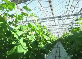 В Україні формується нова модель розвитку тепличного сектору