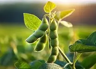 Україна стала найбільшим виробником соєвих бобів у Європі