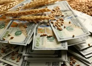 Ціни на пшеницю зросли до $208-212, але тиск зберігається