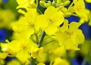 Високий попит сприяє укріпленню цін на український ріпак старого врожаю