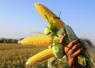 В Україні зросли закупівельні ціни на кукурудзу