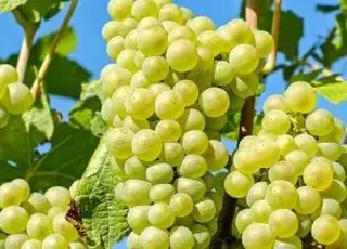 Як правильно підживлювати виноград для великого і солодкого врожаю