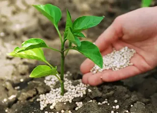 Ціни на азотні добрива виросли вдвічі з початку війни на Близькому Сході