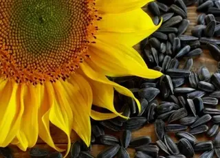 Ціни на соняшник зросли до $689 на тлі активізації попиту переробників