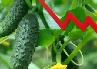 Ціни на тепличні огірки в Україні знижуються на тлі зростання пропозиції