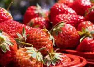 ДАР запускає грантову програму у ягідництві та овочівництві