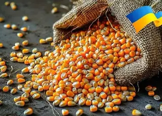 Український експорт зернових у 2024/2025 МР зменшився на 22,5%