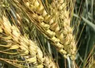 Вплив війни в Ірані на експортні потоки агропродукції з України наразі залишається обмеженим