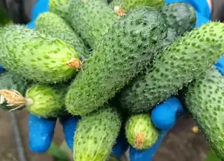 На Волині вирощують корнішони у теплиці і діляться секретами врожаю