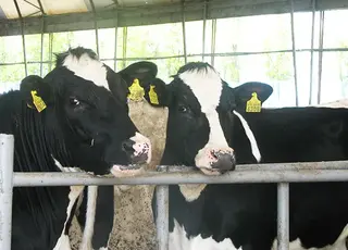 На Миколаївщині господарство експортує нетелей до Казахстану та нарощує поголів’я