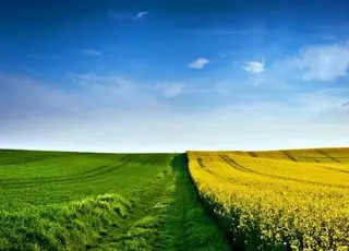 Ключові правила формування сівозмін для органічного землеробства