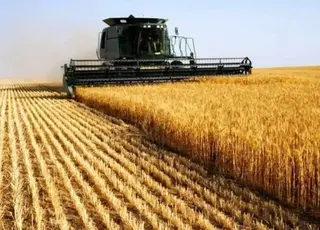 Урожай пшениці в Англії у 2025 році зріс на 4,9% завдяки збільшенню площ