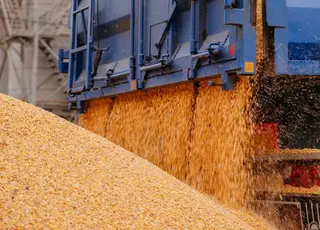 Цього року доводиться сушити фактично все зерно