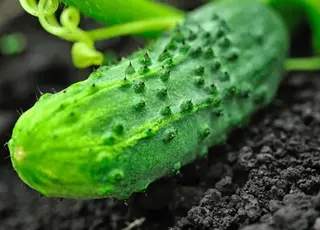 В Україні подешевшали огірки