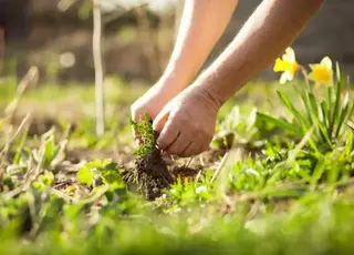 Як швидко та ефективно позбутися бур’янів: поради городникам