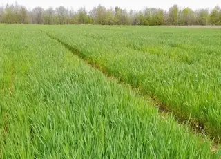 Погодні умови травня не погіршили стан сільськогосподарських культур в Україні