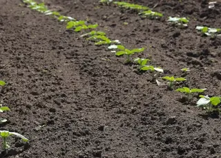 Базовий гербіцидний захист як передумова врожайності